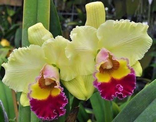 Pacote da Virada com as melhores Orquídeas