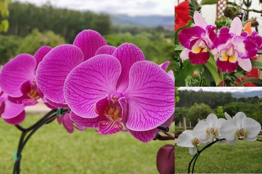 Pacote com 5 cattleyas, 5 Orquídeas diversas, 5 Phalaenopsis + 1 Cattleya de brinde