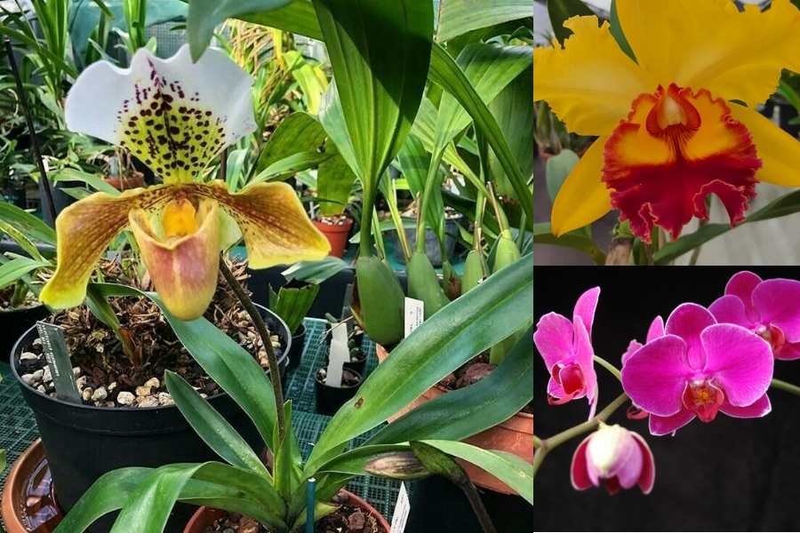 Pacote 5 Paphiopedilum (orquídea Sapatinho), + 1 Phalaenopsis de brinde + 1 Cattleya de brinde