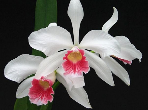 PACOTE DO DIA DAS MÃES com 15+1 Orquídeas Especiais