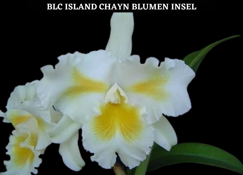 PACOTE DOS SONHOS (20 Orquídeas + 15 orquideas BRINDE)