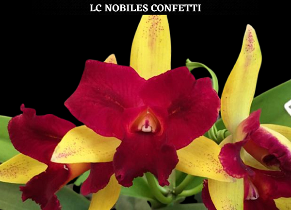 PACOTE DOS SONHOS (20 Orquídeas + 15 orquideas BRINDE)