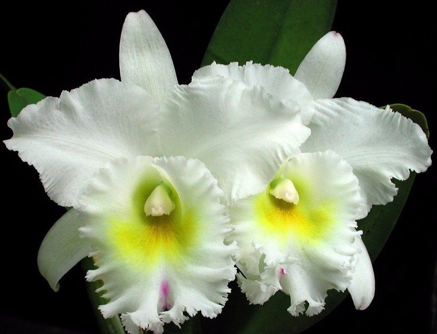 Orquídeas Parcelado no Boleto - Parcela 100 reais