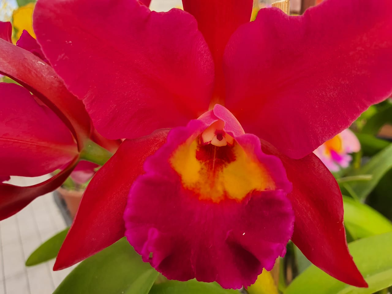 Orquídea Toshie Aoki Red
