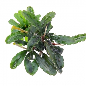 Bucephalandra Wavy Leaf AquaPlante