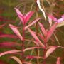 Limnophila aromática - Chácara Takeyoshi L4