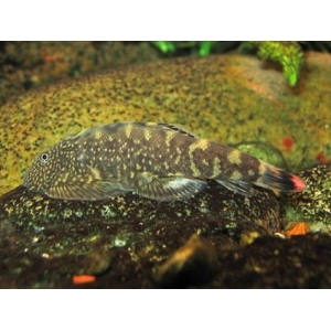 Mini Arraia Borneu Sucker Ocellatus (Gastromyzon ocellatus)