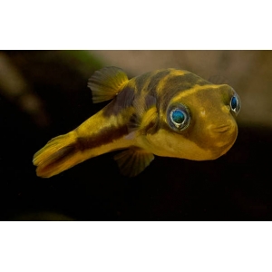 Mini Baiacu Dwarf Pufferfish
