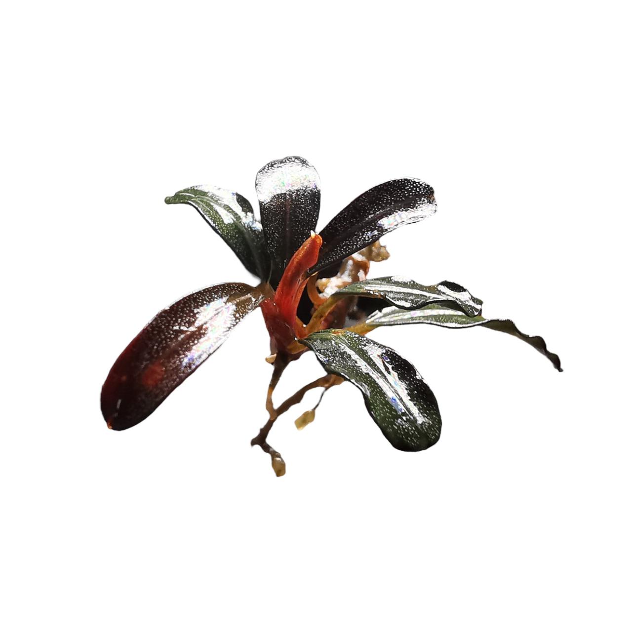 Bucephalandra sp. Brownie Phanton - Chácara Takeyoshi  B15