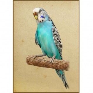 Quadro decorativo pássaro em canvas - AGPS003