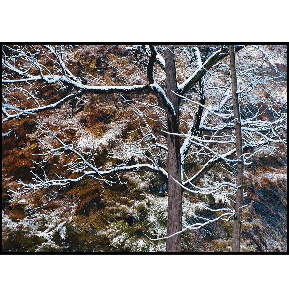 Quadro decorativo Árvores em canvas - AGAR003