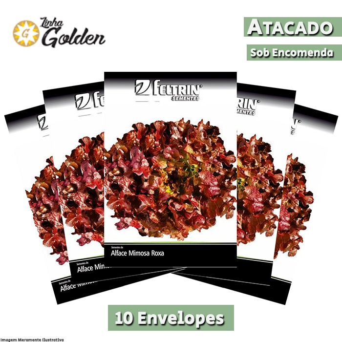 10 Envelopes - Sementes de Alface Betânia - Atacado - Feltrin - Linha Golden