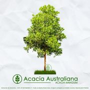 Sementes de Acacia Mangium Australiana - Mundo das Sementes
