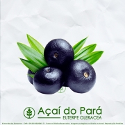 Sementes de Açaí do Pará  - Euterpe oleracea - Frutífera - Mundo das Sementes