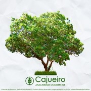 Sementes de Cajú - Anacardium occidentale - Árvore - Mundo das Sementes