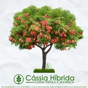 Sementes de Cássia Híbrida - Cassia fistula x javanica - Mundo das Sementes
