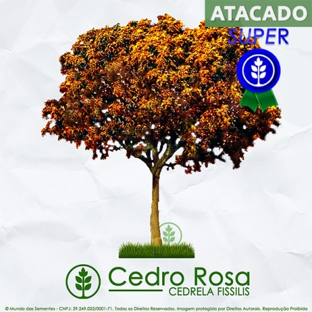 Sementes de Cedro Rosa (Outono) - Cedrela fissilis - Pronta Entrega - Mundo das Sementes