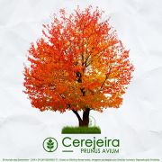 Sementes de Cerejeira / Cereja Doce (Outono)  Prunus avium - Mundo das Sementes