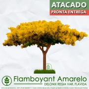 Sementes de Flamboyant Amarelo - Delonix regia var. flavida - Pronta Entrega - Mundo das Sementes