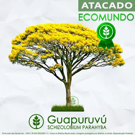 Sementes de Guapuruvú - Schizolobium parahyba - ATACADO - Mundo das Sementes