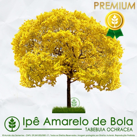 Sementes de Ipê Amarelo de Bola  | Tabebuia Ochracea | PREMIUM | Mundo das Sementes