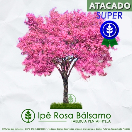 Sementes de Ipê Rosa Bálsamo - Tabebuia pentaphylla - Pronta Entrega - Mundo das Sementes