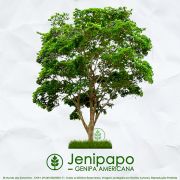 Sementes de Jenipapo - Genipa americana - Árvore - Mundo das Sementes