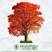 Sementes de Mulungu (Outono) - Erythrina verna (Sin. Erythrina mulungu) - Mundo das Sementes