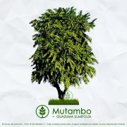 Sementes de Mutambo/Mutamba - Guazuma ulmifolia - Mundo das Sementes