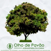 Sementes de Olho de Pavão / Falso Pau Brasil - Árvore - Adenanthera pavonina - Mundo das Sementes
