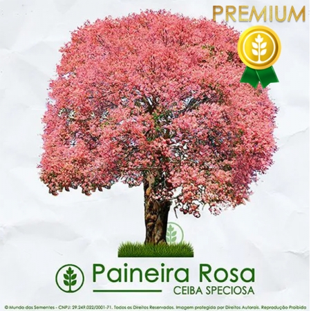 Sementes de Paineira Rosa | Ceiba Speciosa | PREMIUM  Mundo das Sementes
