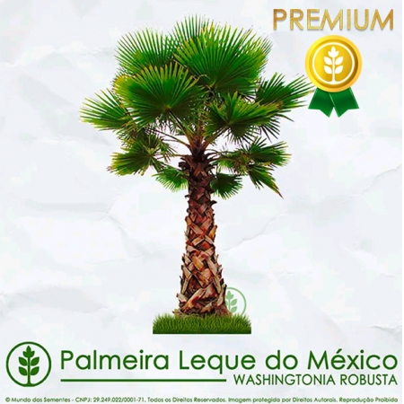 Sementes de Palmeira Leque do México - Washingtonia robusta - Mundo das Sementes