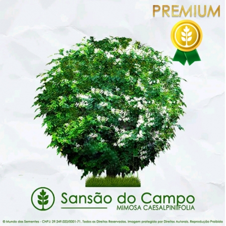 Sementes de Sansão do Campo (Arbusto) | Mimosa Caesalpiniifolia | PREMIUM | Mundo das Sementes