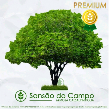 Sementes de Sansão do Campo (Árvore) - Mimosa caesalpiniifolia - Mundo das Sementes