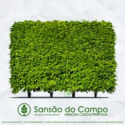 Sementes de Sansão do Campo (Cerca Viva) - Mimosa caesalpiniifolia - Mundo das Sementes