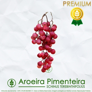 Sementes de Aroeira Pimenteira / Pimenta Rosa (Frutífera) - Schinus terebinthifolius - Mundo das Sementes
