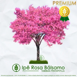 Sementes de Ipê Rosa Bálsamo - Tabebuia pentaphylla - Mundo das Sementes