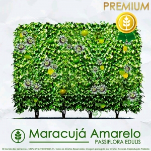 Sementes de Maracujá Amarelo - Passiflora edulis - Cerca Viva - Mundo das Sementes