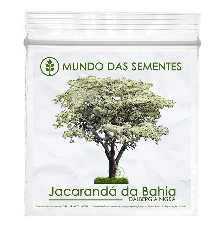 Brindes Ecológicos com Sementes de Jacarandá Da Bahia - Dalbergia nigra - Mundo das Sementes