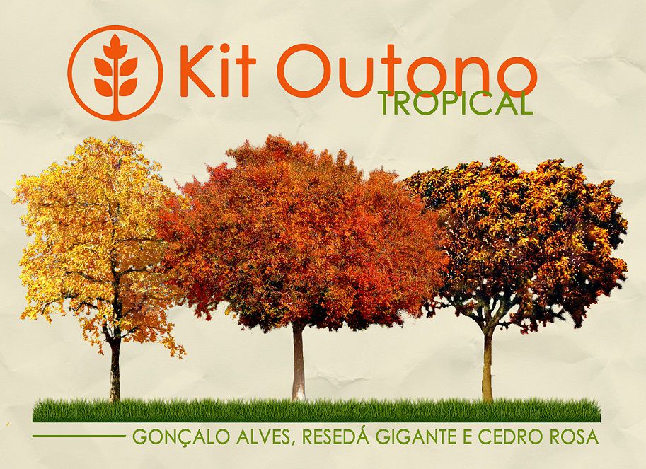 Kit Outono Tropical - 150 Sementes - Gonçalo, Resedá Gigante, Cedro Rosa - Mundo das Sementes