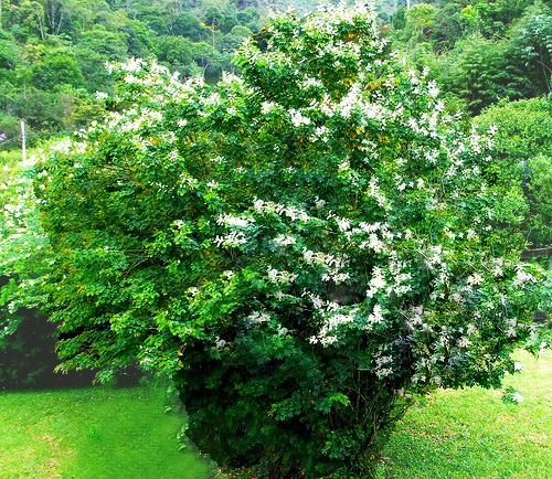 Sementes de Sansão do Campo (Arbusto) - Mimosa caesalpiniifolia - Pronta Entrega - Mundo das Sementes