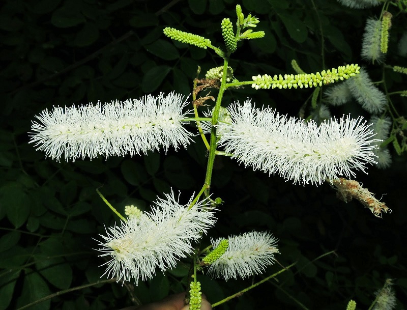 Sementes de Sansão do Campo (Cerca Viva) - Mimosa caesalpiniifolia - Pronta Entrega - Mundo das Sementes