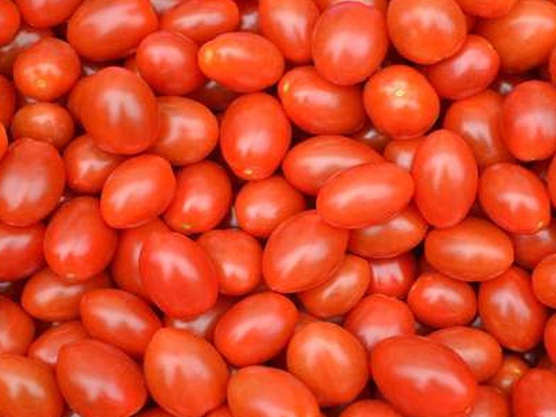 Sementes de Tomate Cereja Carolina - Feltrin