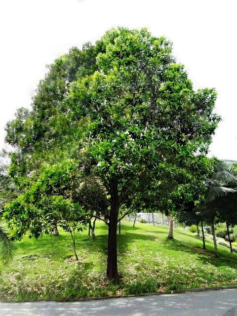 Sementes de Acácia Australiana - Acacia mangium - Atacado por Peso  - Mundo das Sementes