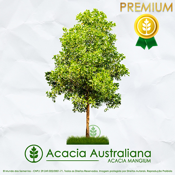 Sementes de Acacia Mangium Australiana - Mundo das Sementes