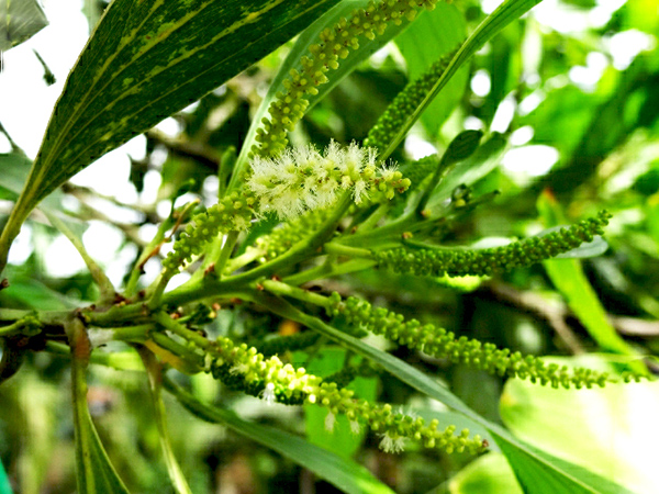 Sementes de Acacia Mangium Australiana - Atacado - Pronta Entrega - Mundo das Sementes