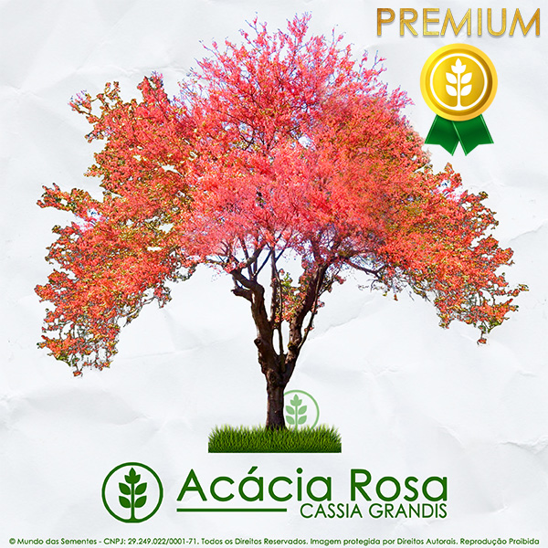 Sementes de Acácia Rosa  Cassia grandis - Mundo das Sementes