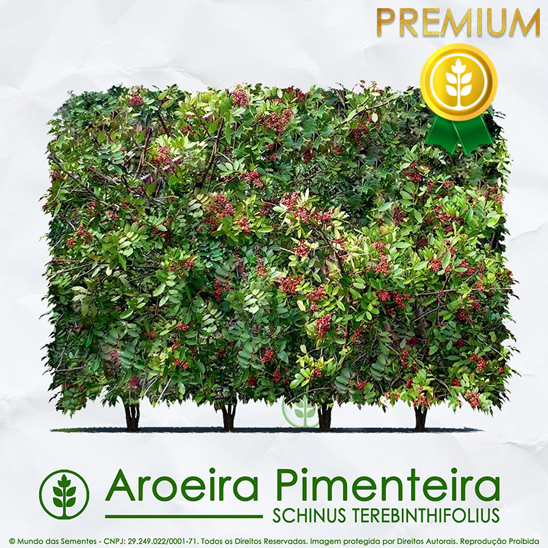 Sementes de Aroeira Pimenteira / Pimenta Rosa (Cerca Viva) - Schinus terebinthifolius - Mundo das Sementes