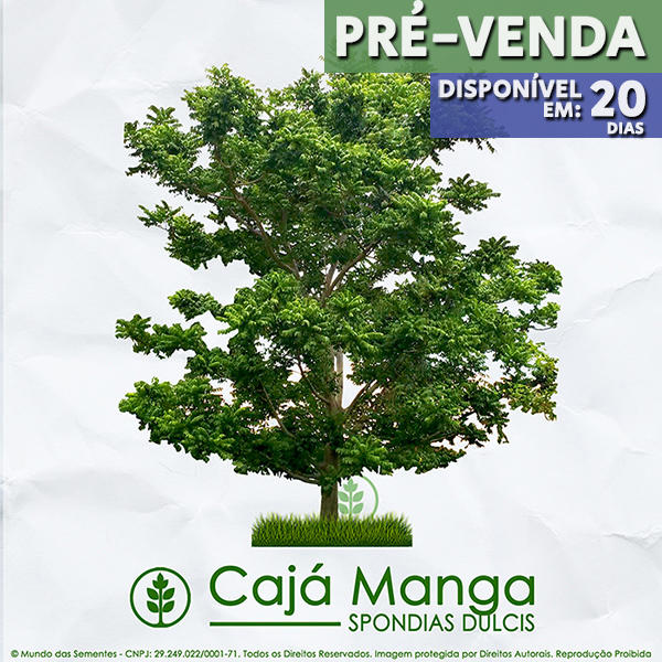 Sementes de Cajá Manga  - Spondias dulcis - Árvore - Mundo das Sementes