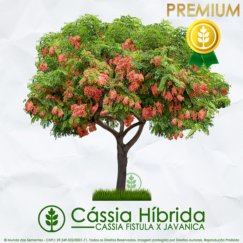 Sementes de Cássia Híbrida - Cassia fistula x javanica - Mundo das Sementes